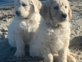 Doodle - Goldendoodle-hvalpe