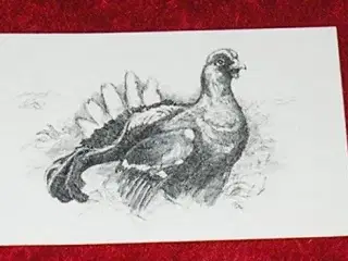 flot tegning af Tjurfugl. postkort