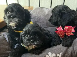 Shihpoo hvalpe(Shih Tzu /Puddel 