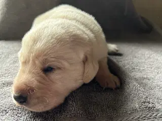 Labrador hvalpe sælges