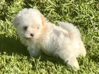Blandingshvalpe Malteser / Shih Tzu