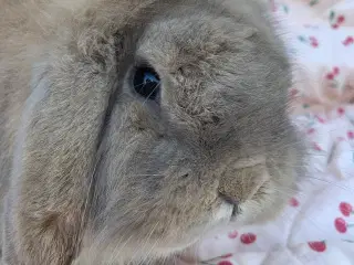 Lionlop gul han 4 år gammel