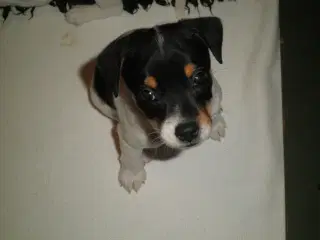 Dansk/svensk Gårdhund hvalpe