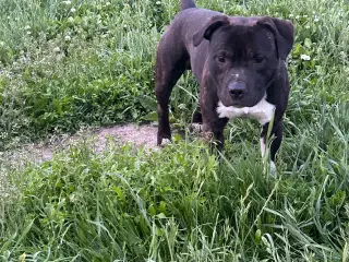 Engelsk Staffordshire Bull Terrier