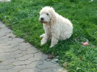 Labradoodle hvalpe (F1b) sælges