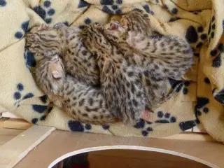 Bengal killing