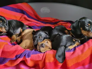 Standard korthåret gravhundehvalpe 