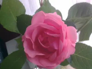 Walt Disney Dumbo ca. 1960rne baby elefant.