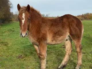 Ardenner hingste føl