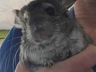 To chinchilla-brødre søger et hjem