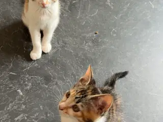 Søde kattekillinger sælges♥️