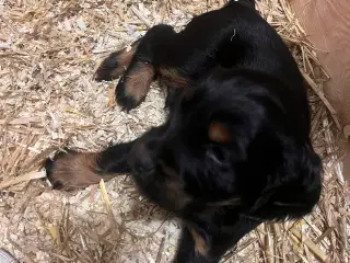 Skønne cockerspaniel hvalpe 