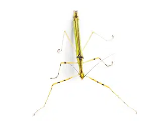 Vandrende pinde - Anarchodes annulipes