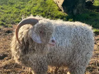 Flot og stærk Mohairbuk