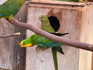 Barabandparakitter 