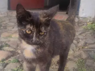 Kattekillinger bortgives