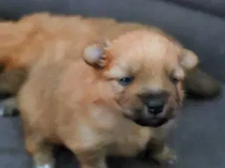 Pomeranian 