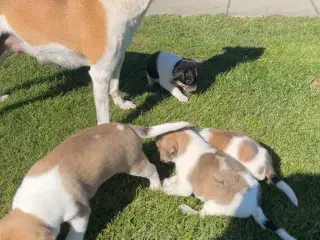 Dansk svenskgårdehunde