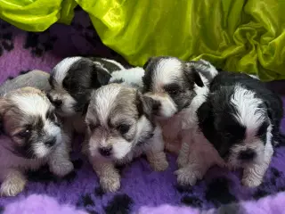 Shih  tzu-mor/ Coton de Tulear-far