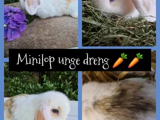 Minilop unge 