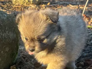 Tibberpom 