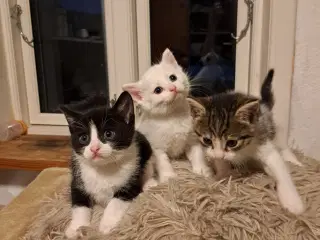 Søde dejlige kattekillinger
