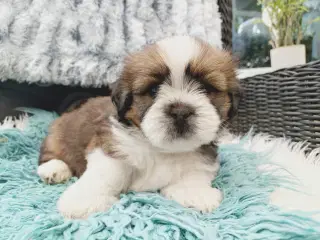 Lhasa apso med stambog