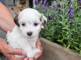 Ægte Bichon havanais pige