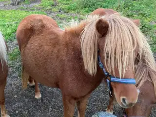 Pony hoppe 1 år 100cm