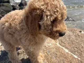 Mellem labradoodle hvalpe Multigen
