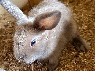 Søde kaninunger