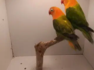 Rødhovdet dværge papegøje I opaline