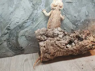 Skægagame 