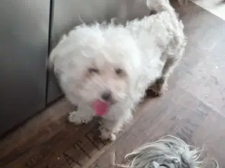 Hund at adoptere  med beskyttelsesgebyr 