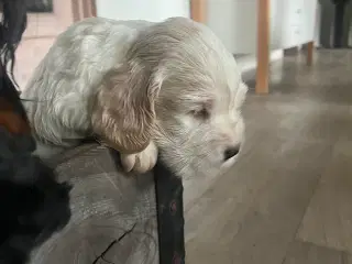 Engelsk Cocker spaniel hvalpe