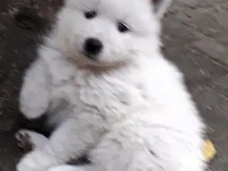 Samojed/Spids hvalpe 8 uger 30/8