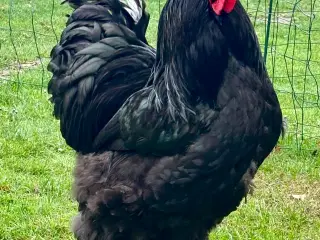 Brahma 1.2