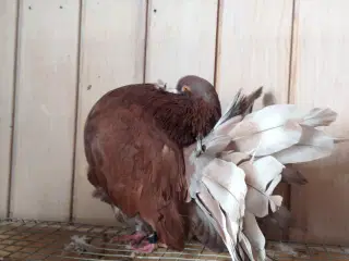 3 stk Højstjert duer sælges til 200kr