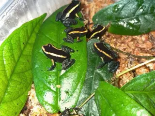Phyllobates aurotaenia gul