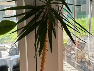 Yucca plante 2 meter høj