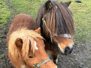 Hingst/avlhopper Sælges 
