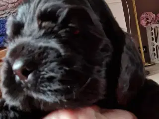 Amerikansk cocker spaniel valper født 10 juni til 