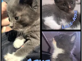 British Shorthair, Siameser, Hellig Birma mix