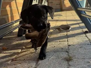 Labrador hundehvalpe F1