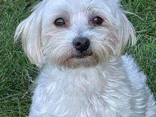 Malteser pige søger nyt hjem !💗