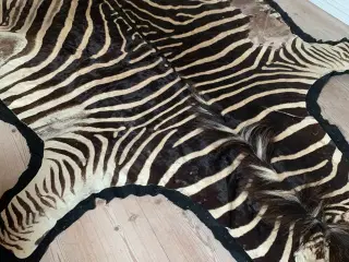  Fint Zebraskind