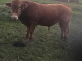 Flot pollet limousine tyr. Stambogsført