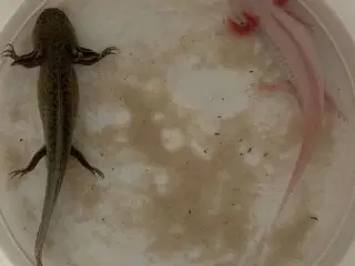 Azolotl fisk 