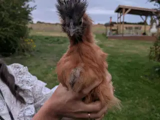 Silke Unghaner gives væk