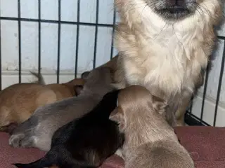 Chihuahua/pomeranian hvalpe 